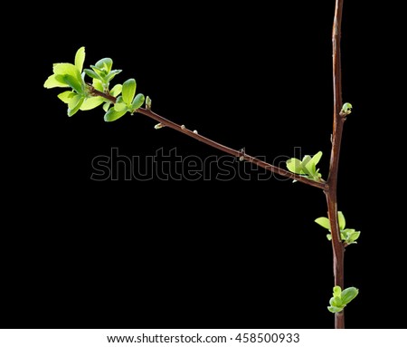 Similar – Buds sprout from the branch