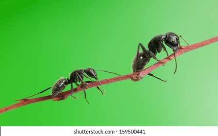 5,764 Crawling ants Images, Stock Photos & Vectors | Shutterstock