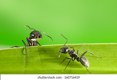 Macro of two black ants on grass blade over green background