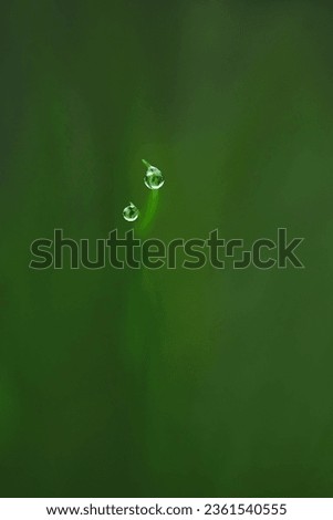 Macro of two dewdrops at the top of blades of grass, monochrome green dreamy background, minimalism, copy space, negative space