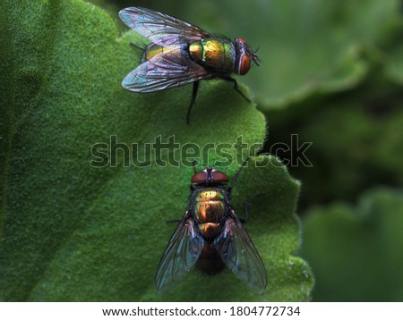 Macro of two flys on a leaf