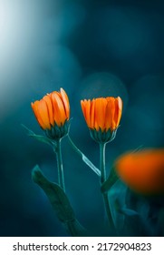 Macro of two orange calendula flowers against teal background with bokeh bubbles, light and magical particles in the air. Shallow depth of field and soft focus. Light shining in the corner