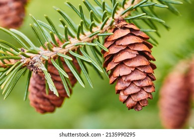 Macro of two pinecones on pine tree branch