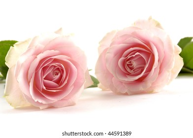  Macro of two pink rose