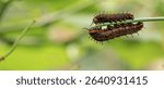 Macro of Two Polydamas Swallowtail Caterpillars (Battus polydama