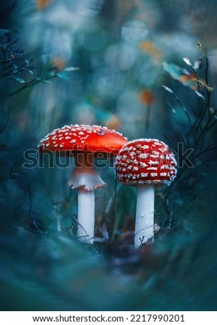 Macro of two red fly agaric mushrooms in a scenery with moody teal background and bokeh. Shallow depth of field, Soft and blurred foreground