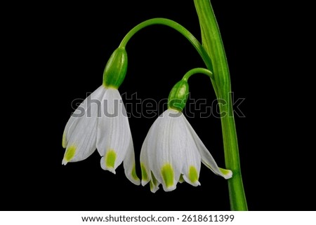 Macro of two Spring snowflake flowers. It is a flowering plant in the family Amaryllidaceous and is native to central and southern Europe from Belgium to Ukraine. It is a bulbous herbaceous plant.