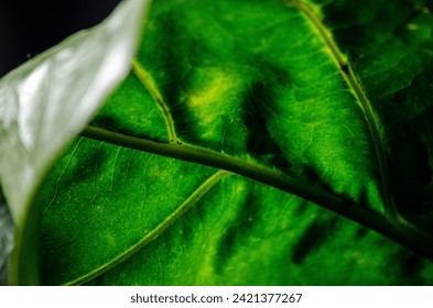 Macro Underside of a Leaf
