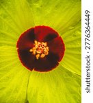 Macro underside view of backlit Hibiscus flower showing 
translucent yellow-green petals with vein detail and 
deep red corolla center with golden stamen, Indonesia.