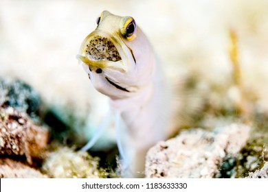 Macro Up-Close Photo Of Male Yellow-Headed Jaw Fish With Eggs In His Mouth - Mouth Brooding Male Jawfish From Little Cayman In The Caribbean