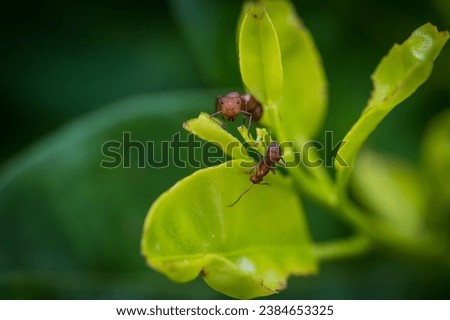 Macro Velvety Tree Ant Leaf
