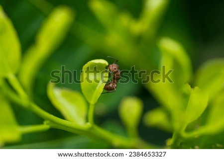 Macro Velvety Tree Ant Leaf