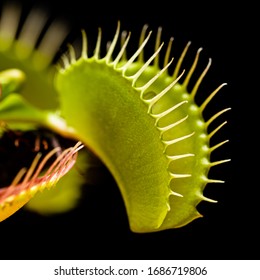 Macro Of A Venus Fly Trap Plant