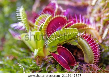 Macro of a Venus flytrap plant
