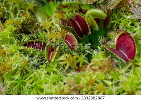 Macro of Venus flytrap plant in sphagnum moss. Carnivorous Dionaea muscipula with open traps and teeth in terrarium. Nature texture.