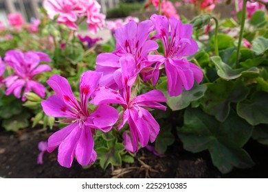 Macro of vibrant pink flowers of ivy-leaved pelargonium in September - Shutterstock ID 2252910385