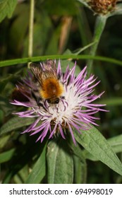 Macro View From Above Of The Caucasian Multicolored Fluffy And Rusty Field Bumblebee Bombus Pascuorum Collecting Nectar On A White And Purple Flower Cornflower                               