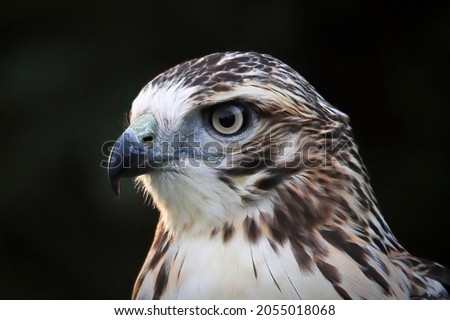 Macro view of a adult Red Tail Hawk head