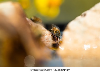 A Macro View Of An Africanized Bee Worker On The Rock (killer Bee) Gathering Water