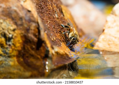 A Macro View Of An Africanized Bee Worker On The Rock (killer Bee) Gathering Water