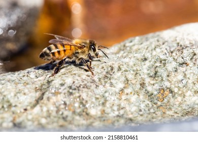 A Macro View Of An Africanized Bee Worker (Africanized Honey Bee Or The 