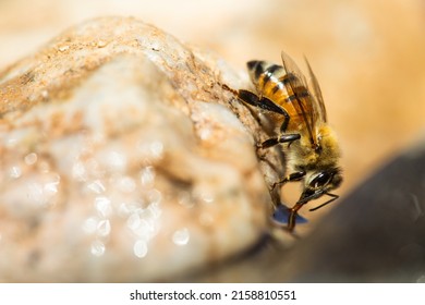 A Macro View Of An Africanized Bee Worker On The Rock (killer Bee) Gathering Water