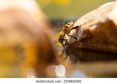 A Macro View Of An Africanized Bee Worker On The Rock (killer Bee) Gathering Water