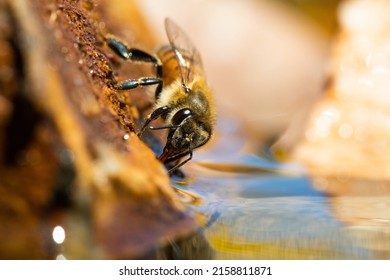 A Macro View Of An Africanized Bee Worker On The Rock (killer Bee) Gathering Water