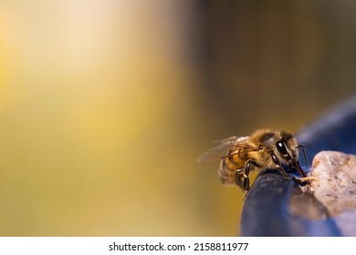 A Macro View Of An Africanized Bee Worker (Africanized Honey Bee Or The 