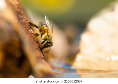 A Macro View Of An Africanized Bee Worker On The Rock (killer Bee) Gathering Water