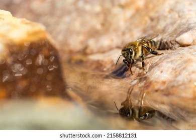 A Macro View Of An Africanized Bee Worker (Africanized Honey Bee Or The 