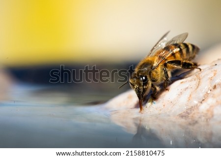 A macro view of an Africanized bee worker (Africanized honey bee or the 