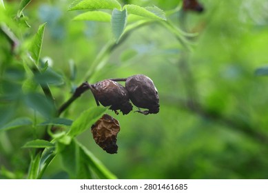 Macro view of aged rose hips attached to a branch with soft green bokeh. Botanical nature image illustrating plant maturity, seasonal transition and texture.