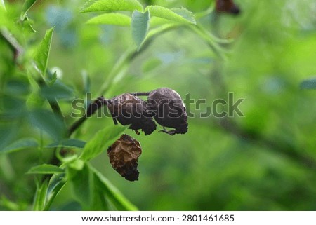 Macro view of aged rose hips attached to a branch with soft green bokeh. Botanical nature image illustrating plant maturity, seasonal transition and texture.
