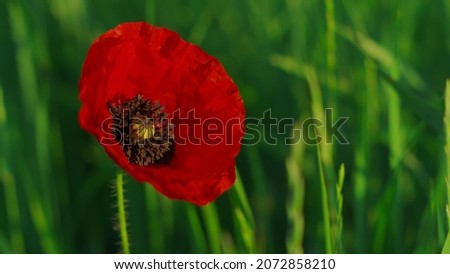 Similar – Image, Stock Photo poppy blossom Environment