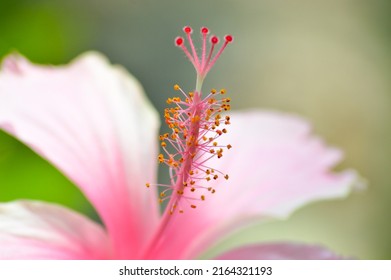 Macro View Anther And Stigma Pink Hibiscus Rosa-sinensis Or Rose Mallow Flower