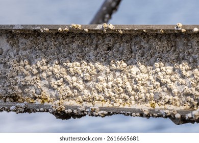 Macro view of barnacles growing on a metallic structure in British Columbia, Canada.