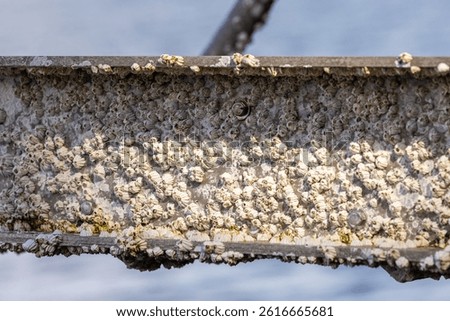 Macro view of barnacles growing on a metallic structure in British Columbia, Canada.