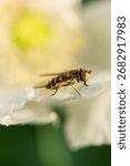 Macro view of bee on delicate white flower petal