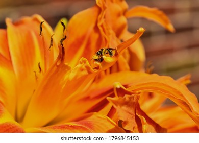 Macro View of Bee Pollinating 