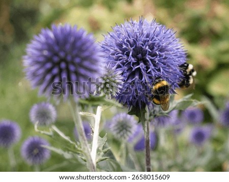Macro view of bees and various insects collecting pollen from the deep blue, sphere-shaped tubular flowers of a Tinder Thistle (Echinops ritro) plant.