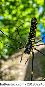 Macro view from below of a large yellow and black golden orb-weaver spider resting on its web against blurred foliage.
