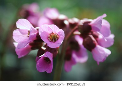 Bergenia Winter Glow Images Stock Photos Vectors Shutterstock