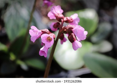 Bergenia Winter Glow Images Stock Photos Vectors Shutterstock