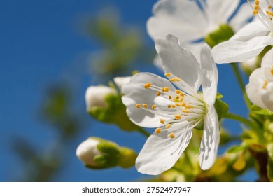 Macro view of blooming cherry tree flowers, showcasing intricate details of petals and pollen-filled anthers with buds in soft focus