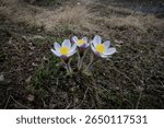 Macro view of blooming pasqueflowers (Pulsatilla alpina) in Valmalenco, near the Campagneda Lakes in Lombardy, Italy. 