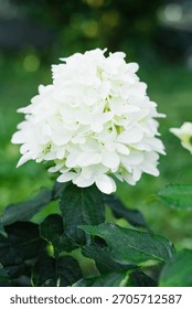 Macro view of blooming Skyfall hydrangea with delicate white florets and textured foliage in sunlight.