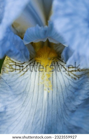 Macro view of blue bearded iris flower in botanical garden in Ventnor, Isle of Wight, United Kingdom