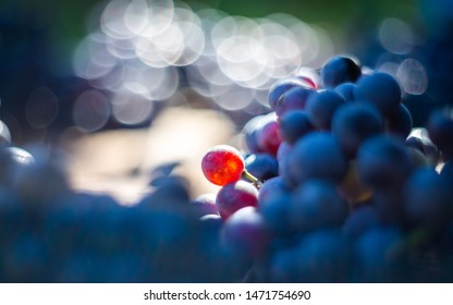 Macro View Of Blue Vine Grapes On Wine Barrel. Grapes For Making Ice Wine. Detailed View Of A Cabernet Franc Grape Vines In A Vineyard In Autumn.