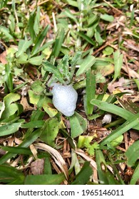 Macro View Of Bubble Nest In Springtime Grass